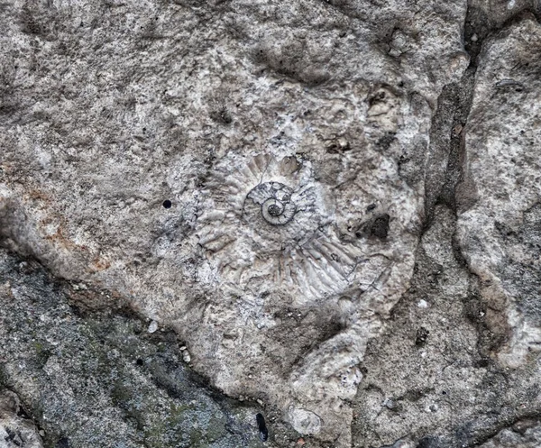 Fossile di ammonite incastonato nella pietra — Foto Stock