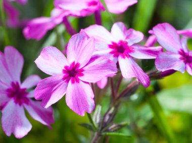 Pembe çiçek makro yakın çekim