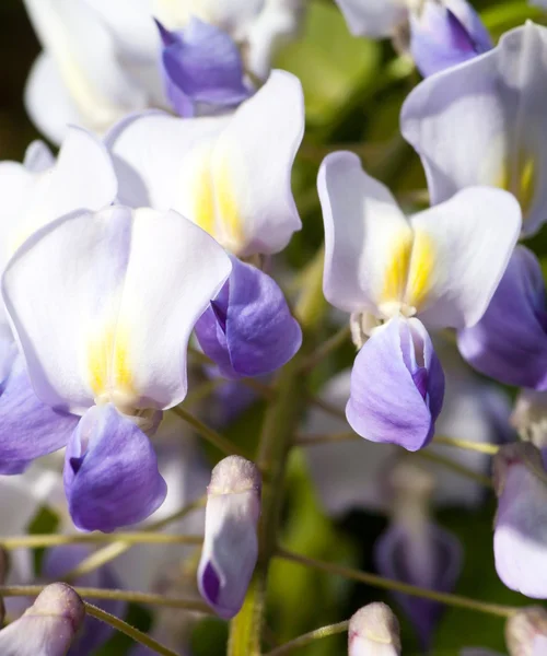 Macro of wisteria violet flower close up — Stock Photo, Image