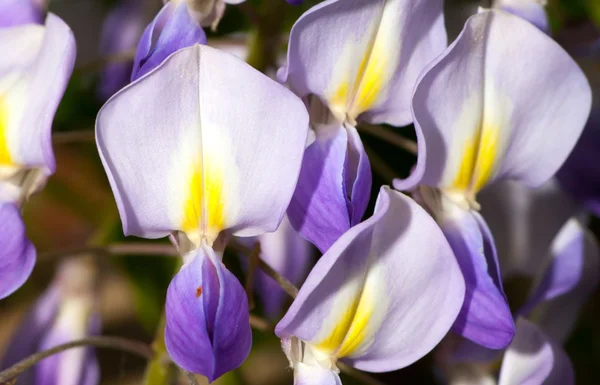 Macro of wisteria violet flower close up — Stock Photo, Image