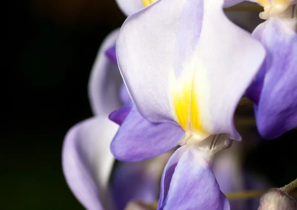 Macro of wisteria violet flower close up — Stock Photo, Image
