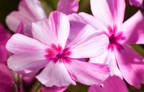 Makro der rosa Blume aus nächster Nähe — Stockfoto