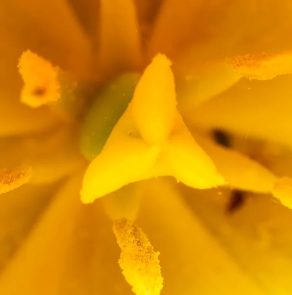 Macro di fiore di tulipano interno, pistillo primo piano e stami — Foto Stock