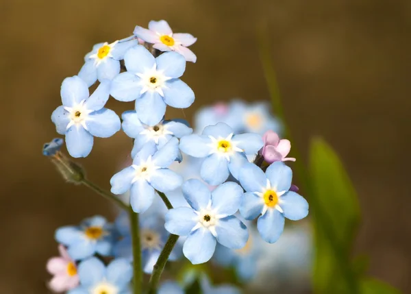 Makro forget-me-nots kwiat z bliska — Zdjęcie stockowe