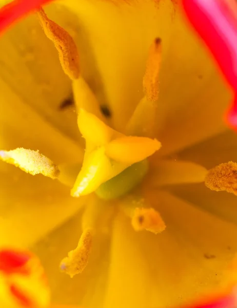 Macro di fiore di tulipano interno, pistillo primo piano e stami — Foto Stock