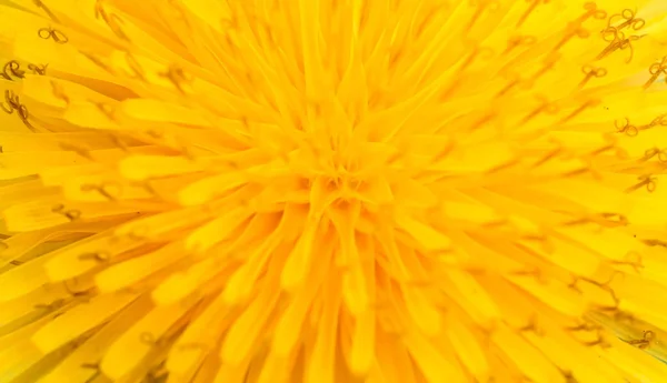 抽象的な黄色い花、クローズ アップ雌豚 thistle のマクロ — ストック写真