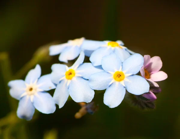 Closeup forget-me-nots flower. Macro of blue flower — Stock Photo, Image