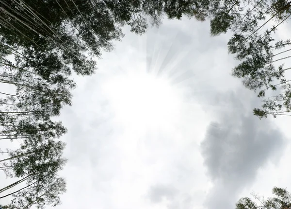 Vista al cielo con rayos de sol, la corona de hojas — Foto de Stock