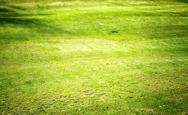 Groen gras veld achtergrond golfbaan — Stockfoto