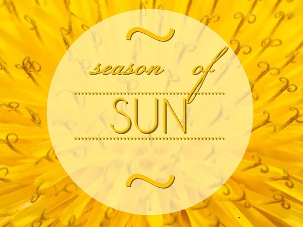 Season of sun with flower macro background — Stock Photo, Image