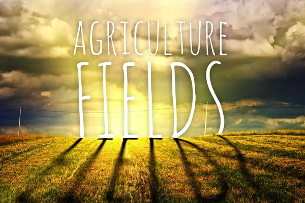 Landwirtschaftliches Feldkonzept mit landwirtschaftlicher Feldlandschaft — Stockfoto