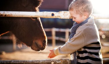 mini hayvanat bahçesinde Pony besleme çocuk