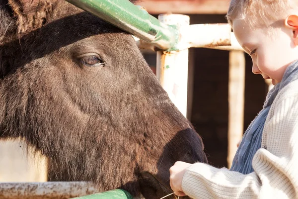 Pony de alimentación infantil en mini zoológico — Foto de Stock