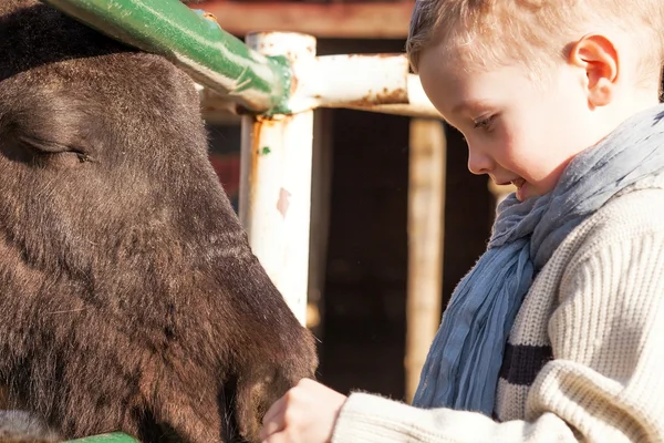 Child feeding pony in mini zoo — Stock Photo, Image