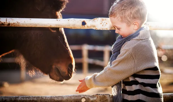 Mini hayvanat bahçesinde Pony besleme çocuk — Stok fotoğraf