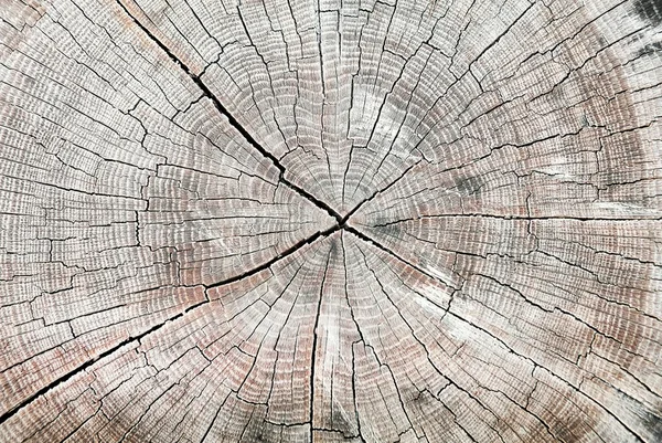 Trunk wooden cross section texture — Stock Photo, Image