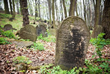 ormandaki eski terk edilmiş bir Yahudi Mezarlığı