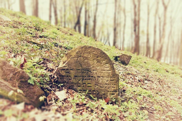 Vanha hylätty juutalainen hautausmaa metsässä — kuvapankkivalokuva