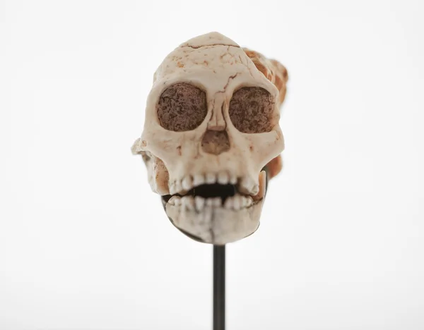 Front view of monkey skull in showcase — Stock Photo, Image