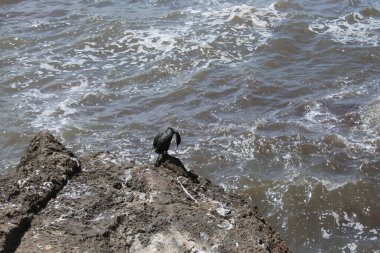 Burası Coll den Rebassa Sahili. Mallorca Adası. İspanya