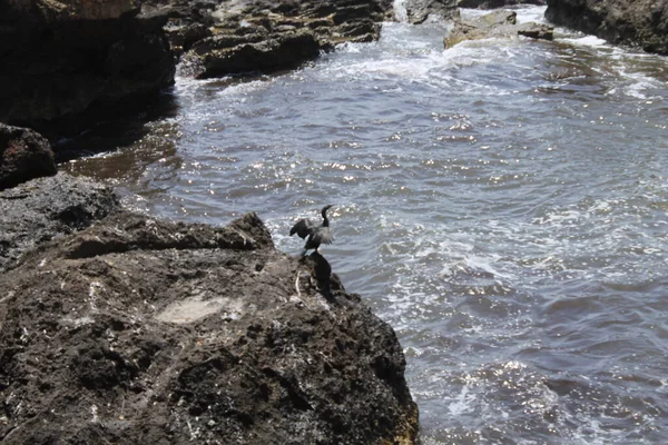 Det Här Coll Den Rebassa Beach Mallorca Spanien — Stockfoto