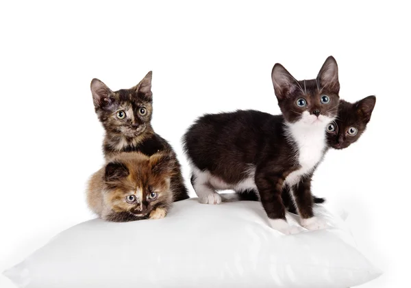 Gruppe von Katzen auf einem Kissen. Stockfoto
