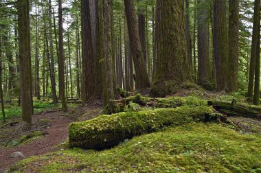 pacific Northwest ormanlar