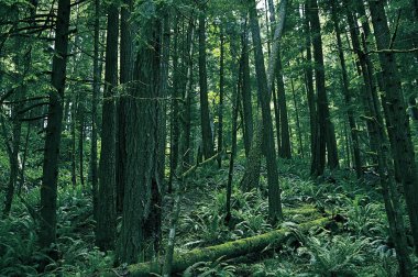 Rainforest Washington