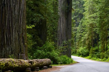 Redwood Ulusal Ormanı