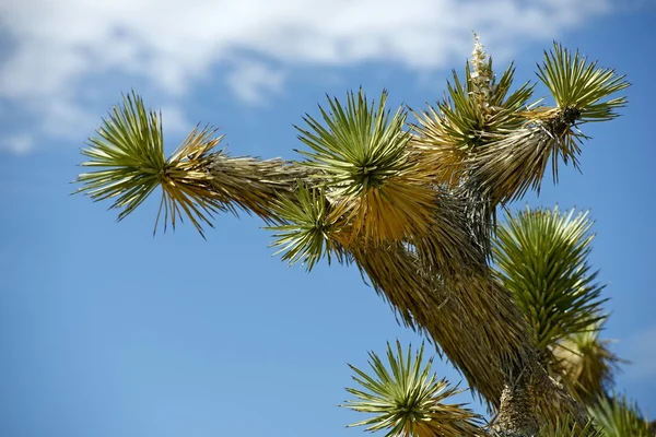 Joschua-Bäume — Stockfoto