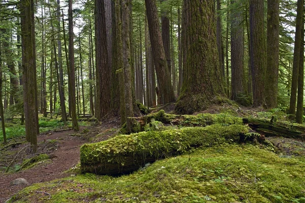 Wälder im pazifischen Nordwesten — Stockfoto