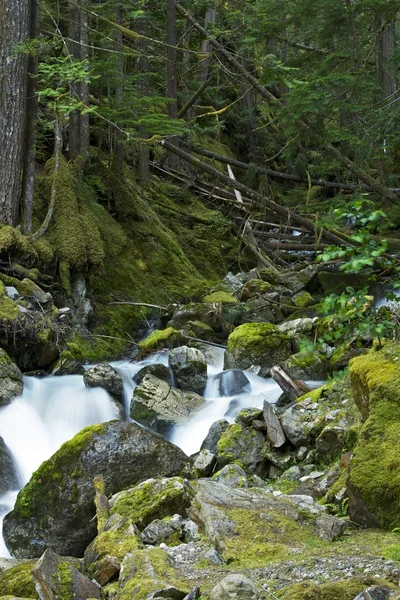 Foresta montana di Washington — Foto Stock