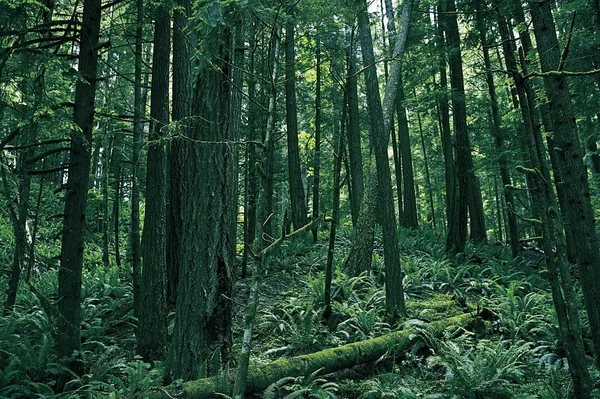 Deštný prales z Washingtonu — Stock fotografie