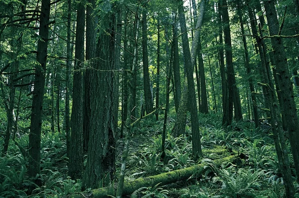 Regnskogen i washington — Stockfoto