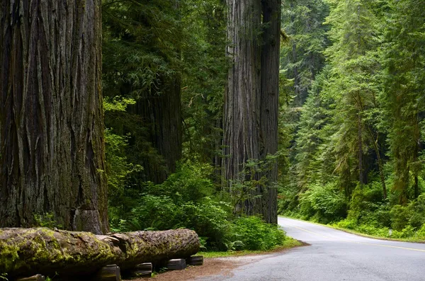 Sequoia floresta nacional — Fotografia de Stock