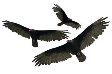 Turkey Vulture Isolated clipart