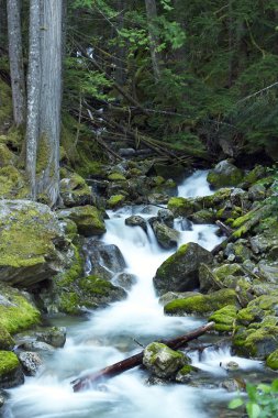Rocky Mountain Creek