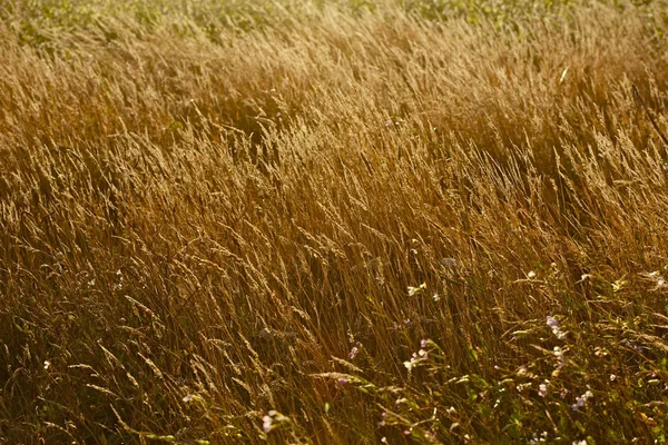 夏の牧草地 — ストック写真