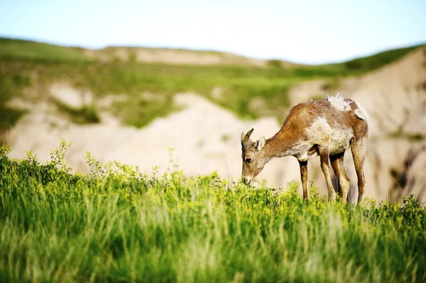 Ovejas Bighorn — Foto de Stock