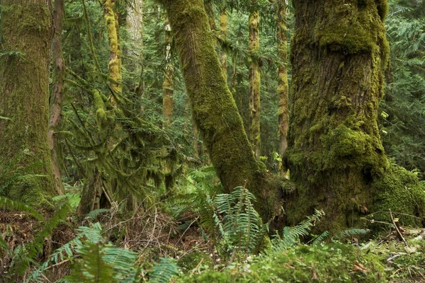 Północno-zachodni rainforest — Zdjęcie stockowe