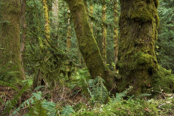 Северо-Западный тропический лес
