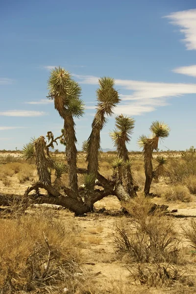 Mohavské pouště Joshua tree — Stock fotografie