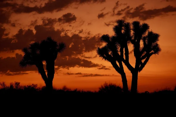 Puesta de sol en el desierto de Mojave — Foto de Stock