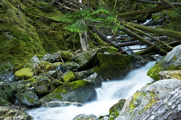 Doğal montana yosunlu creek — Stok fotoğraf
