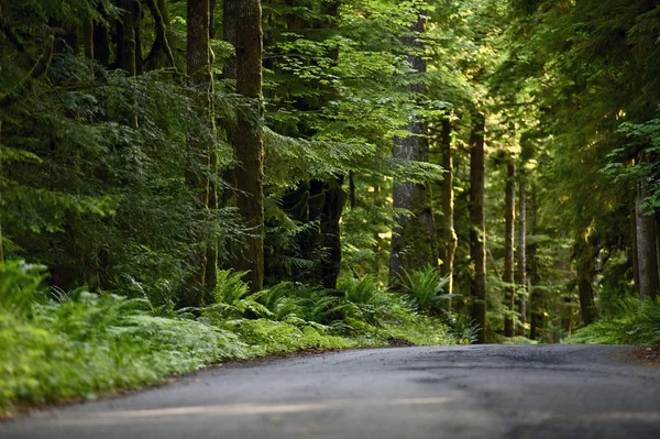 Olympischer Regenwald — Stockfoto