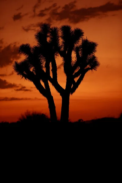 Desert Sunset — Stock Photo, Image