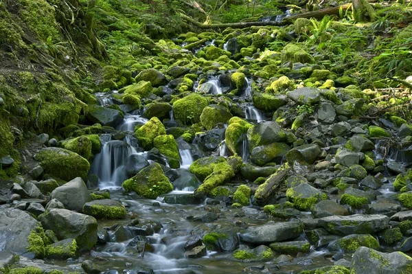 Creek rainforest skaliste — Zdjęcie stockowe