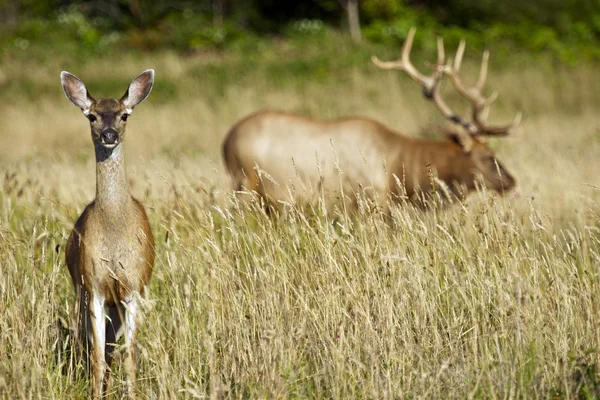 Elks in Wilderness — Stock Photo, Image