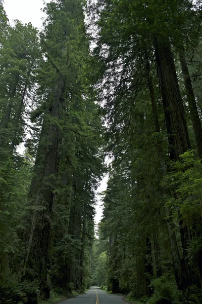 Národní park Redwood — Stock fotografie