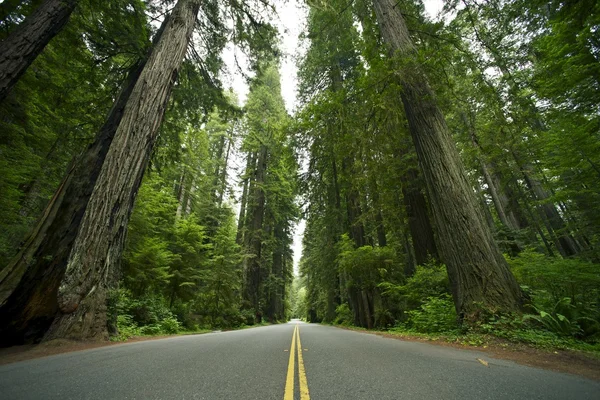 Park stát Redwood — Stock fotografie